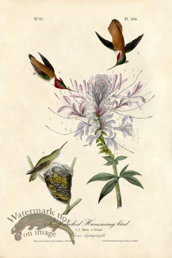 Ruffnecked Hummingbird